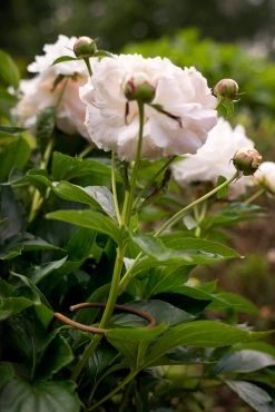 Bloem Steun Ijzerdraad 5 Bloem Steun Ijzerdraad -Bekend Tuinmeubel Winkel bloem steun ijzerdraad 2