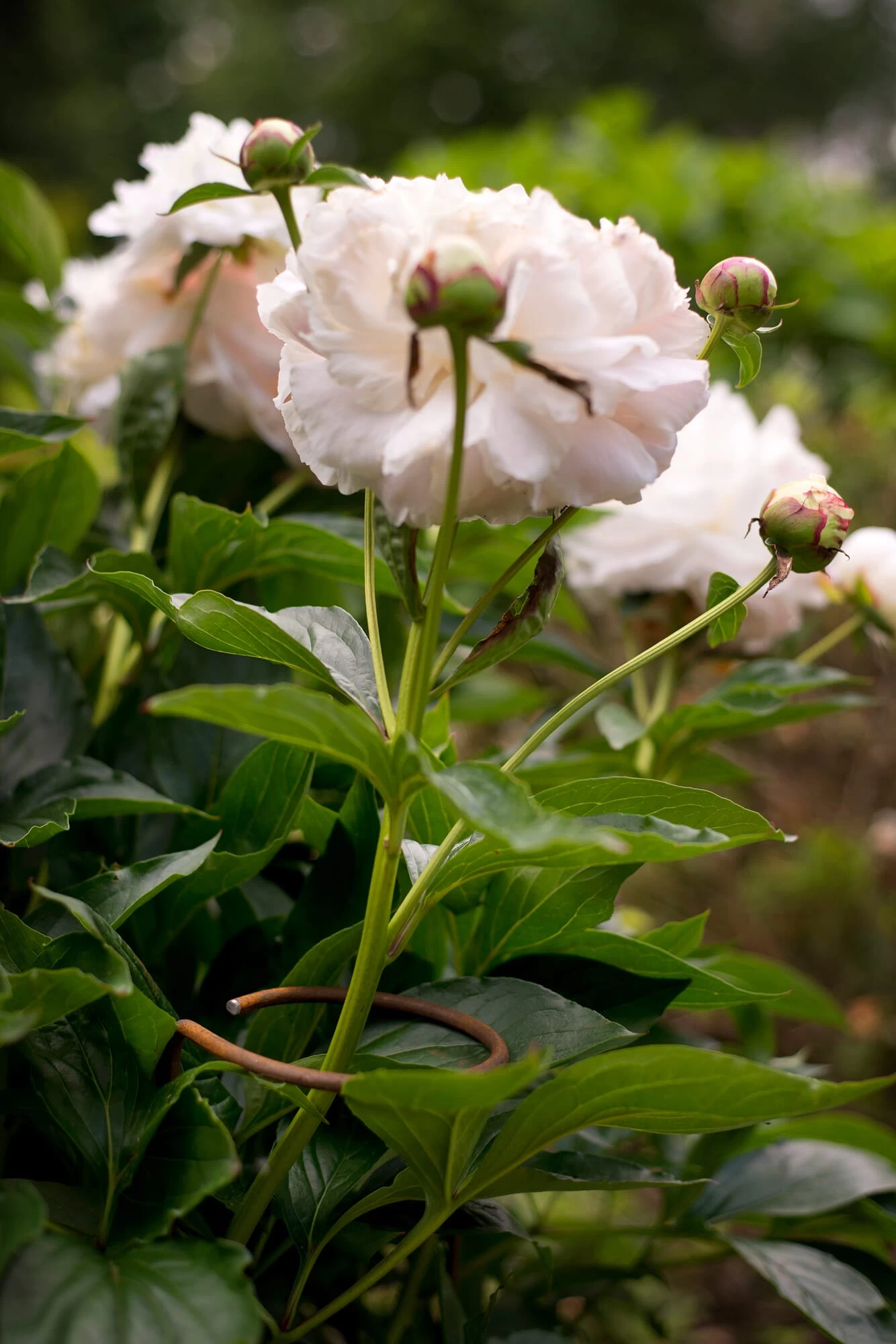 Bloem Steun Ijzerdraad 3 Bloem Steun Ijzerdraad - Afbeelding 3