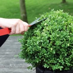 Buxusschaar Hartje Lente -Bekend Tuinmeubel Winkel buxusschaar hartje lente 3