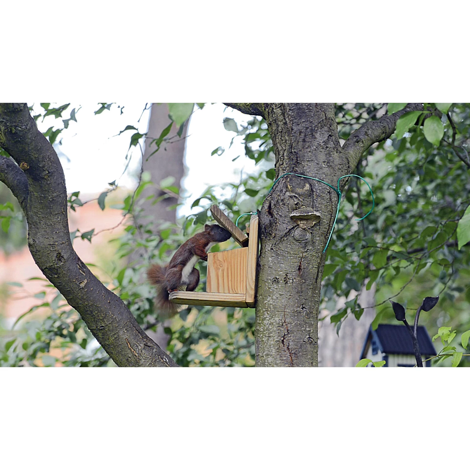 Eekhoorn Voederstation 3 Eekhoorn Voederstation - Afbeelding 3