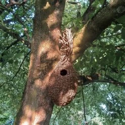 Eekhoornnest Rietgras -Bekend Tuinmeubel Winkel eekhoornnest rietgras 2
