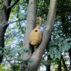 Eekhoornnest Rietgras -Bekend Tuinmeubel Winkel eekhoornnest rietgras 5
