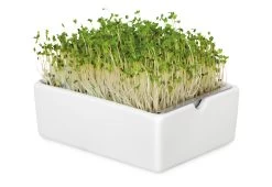 Groei Set Microgreens -Bekend Tuinmeubel Winkel groei set microgreens 4