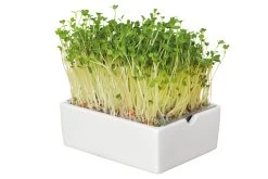 Groei Set Microgreens -Bekend Tuinmeubel Winkel groei set microgreens 5