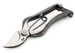 Kleine Japanse Roosenschaar