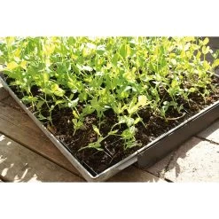 Kweekplaat Met Individuele Potten, Breed -Bekend Tuinmeubel Winkel kweekplaat individuele potten 2