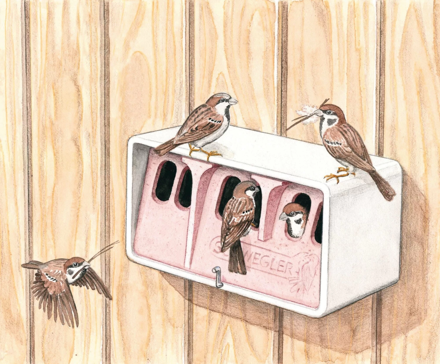 Muskolonie Huis Hout Beton 2 Muskolonie Huis Hout Beton - Afbeelding 2