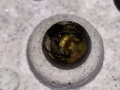 Nestelsteun Klein Bijenblok, Lichtgrijs -Bekend Tuinmeubel Winkel nestelsteun klein bijenblok 8