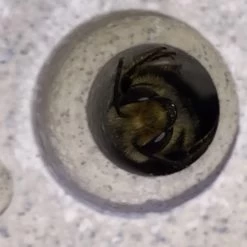 Nestelsteun Klein Bijenblok, Lichtgrijs -Bekend Tuinmeubel Winkel nestelsteun klein bijenblok 9