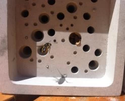 Nesthulp Groot Bijenblok, Lichtgrijs -Bekend Tuinmeubel Winkel nesthulp groot bijenblok 6