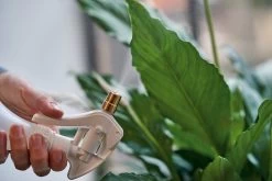 Plantenspuit Met Messing Spuitkop 6 Plantenspuit Met Messing Spuitkop -Bekend Tuinmeubel Winkel plantenspuit messing spuitkop 2