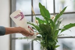 Plantenspuit Met Messing Spuitkop 7 Plantenspuit Met Messing Spuitkop -Bekend Tuinmeubel Winkel plantenspuit messing spuitkop 3