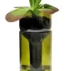 Planter Zelf Water Gevende Fles, Groen