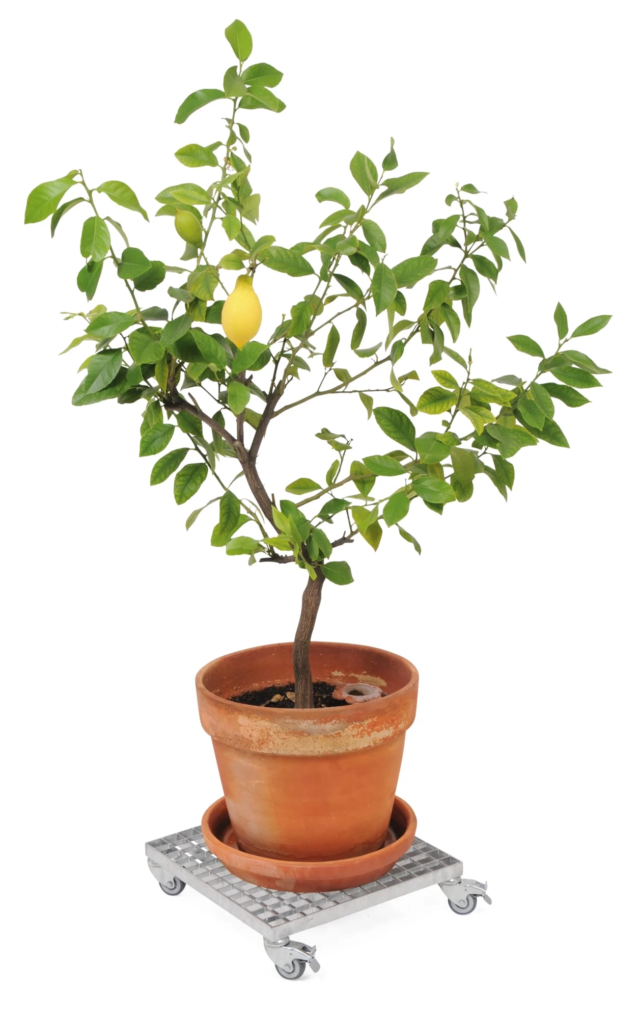 Skwer Rollend Platform 3 Skwer Rollend Platform - Afbeelding 3