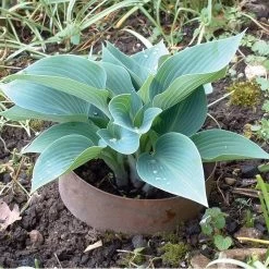 Slakkenring Koper -Bekend Tuinmeubel Winkel slakkenring koper 2