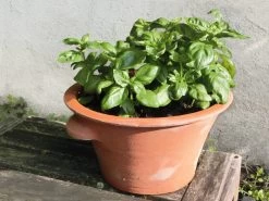 Tulpenpot Terracotta 8 Tulpenpot Terracotta -Bekend Tuinmeubel Winkel tulpenpot terracotta 3