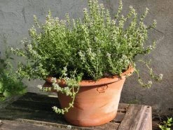 Tulpenpot Terracotta 9 Tulpenpot Terracotta -Bekend Tuinmeubel Winkel tulpenpot terracotta 4