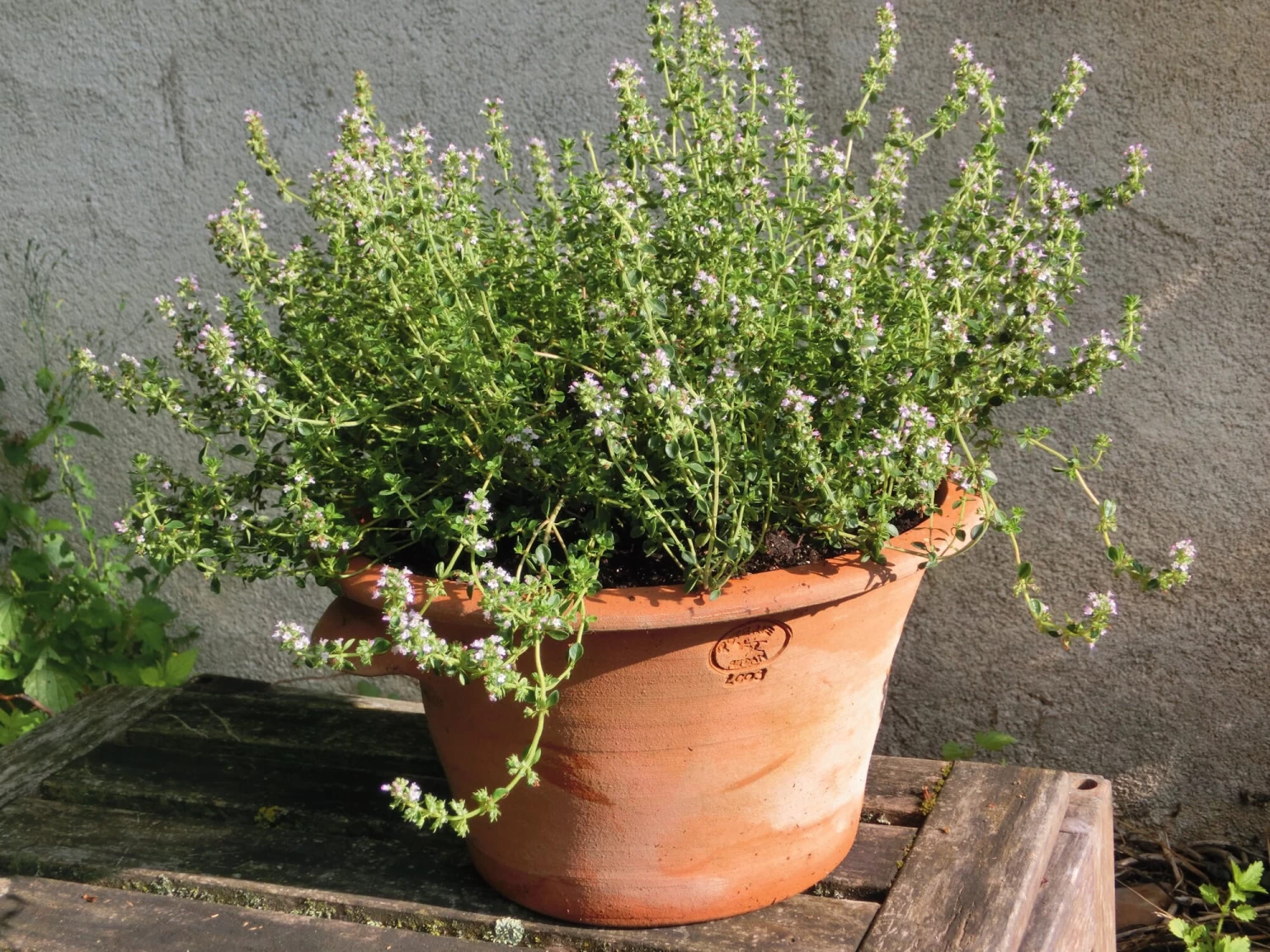 Tulpenpot Terracotta 5 Tulpenpot Terracotta - Afbeelding 5