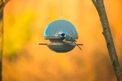 Vogelvoeder Zaad -Bekend Tuinmeubel Winkel vogelvoeder zaad 2