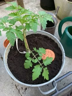 Watergeefpot Voor Plantenbakken -Bekend Tuinmeubel Winkel watergeefpot plantenbakken 2