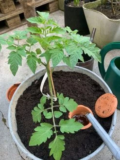 Watergeefpot Voor Plantenbakken -Bekend Tuinmeubel Winkel watergeefpot plantenbakken 3