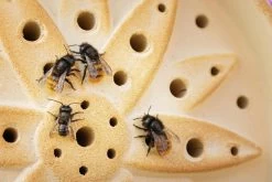 Wilde Bijenhuis Keramiek 10 Wilde Bijenhuis Keramiek -Bekend Tuinmeubel Winkel wilde bijenhuis keramiek 2