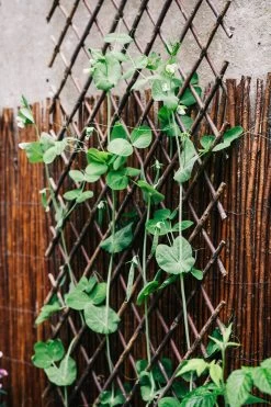 Wilgentralie Flexibel -Bekend Tuinmeubel Winkel wilgentralie flexibel 3