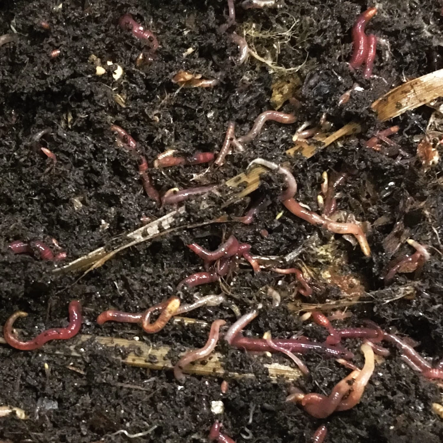 Wormendoos Larikshout 6 Wormendoos Larikshout - Afbeelding 6