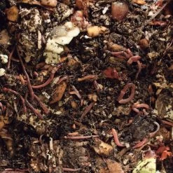 Wormendoos Larikshout Kit -Bekend Tuinmeubel Winkel wormendoos larikshout kit 2